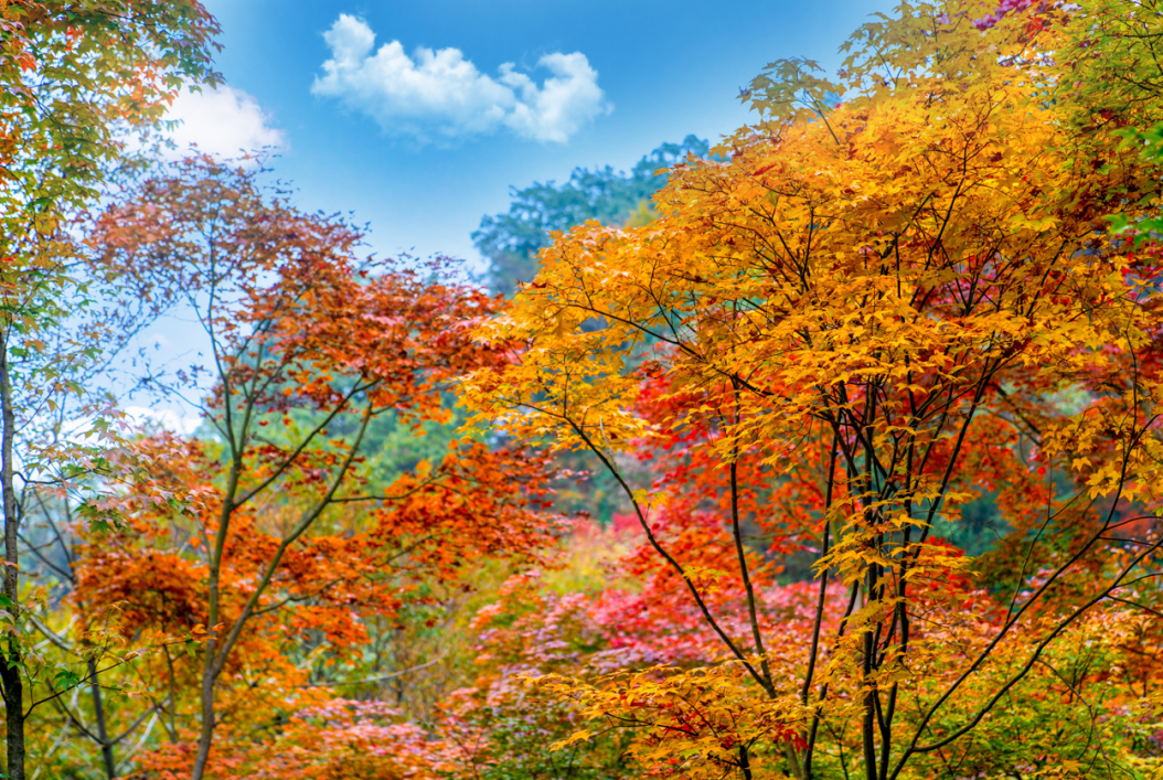 位于北川羌族自治县的九皇山景区,每到秋天,这里的山川就会披上一层