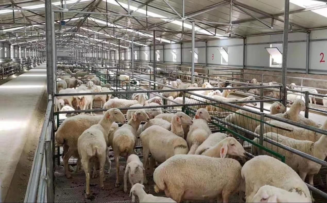 阜新市彰武县多羔羊养殖基地肉羊即将出栏。阜新市委宣传部供图