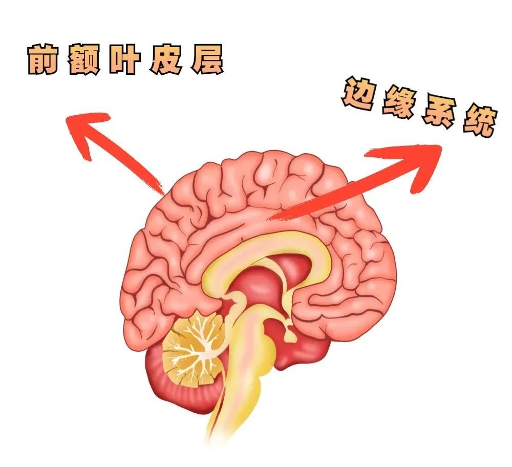 额顶叶皮层图片