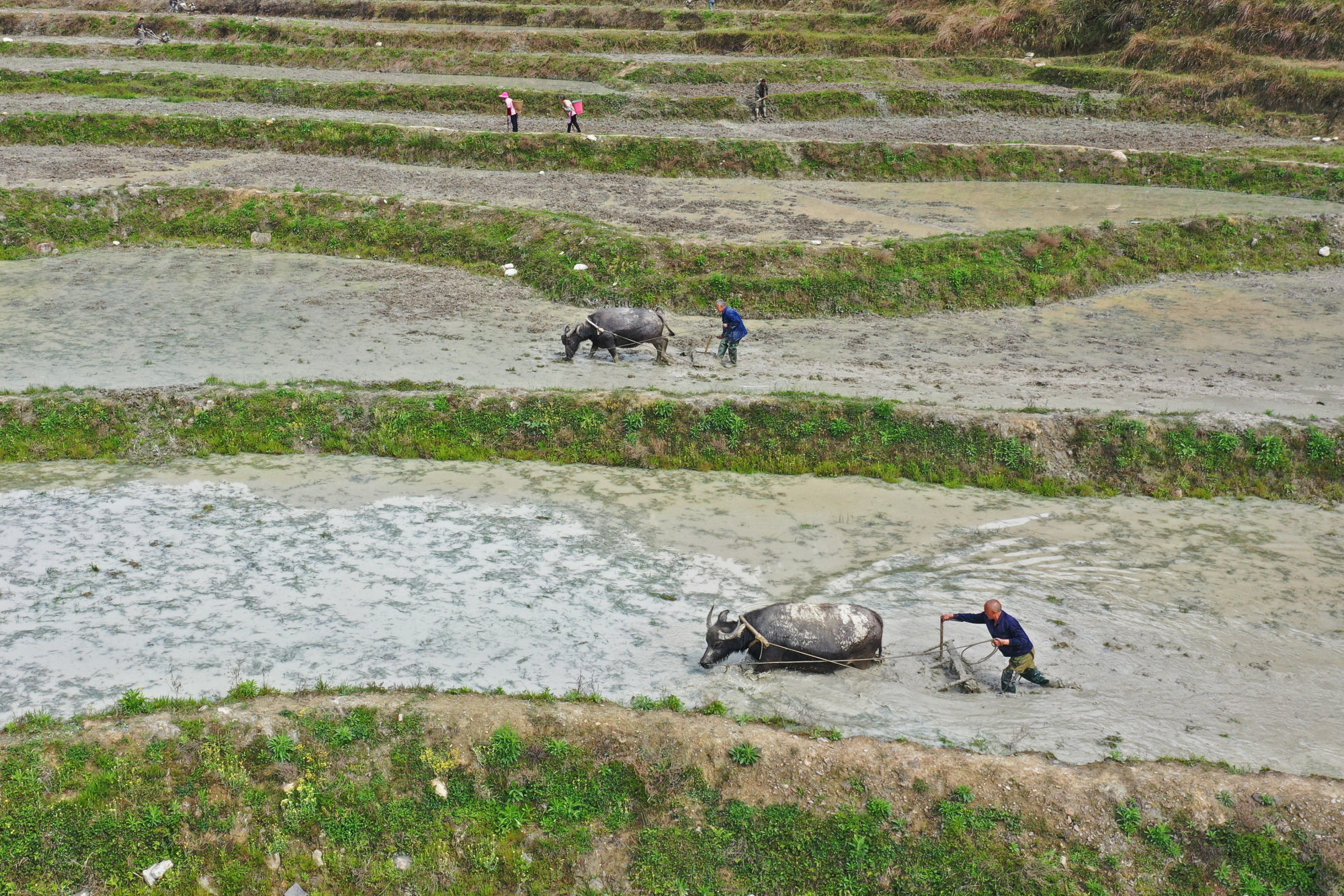 村民正在耕田(央广网发 赵勇摄)