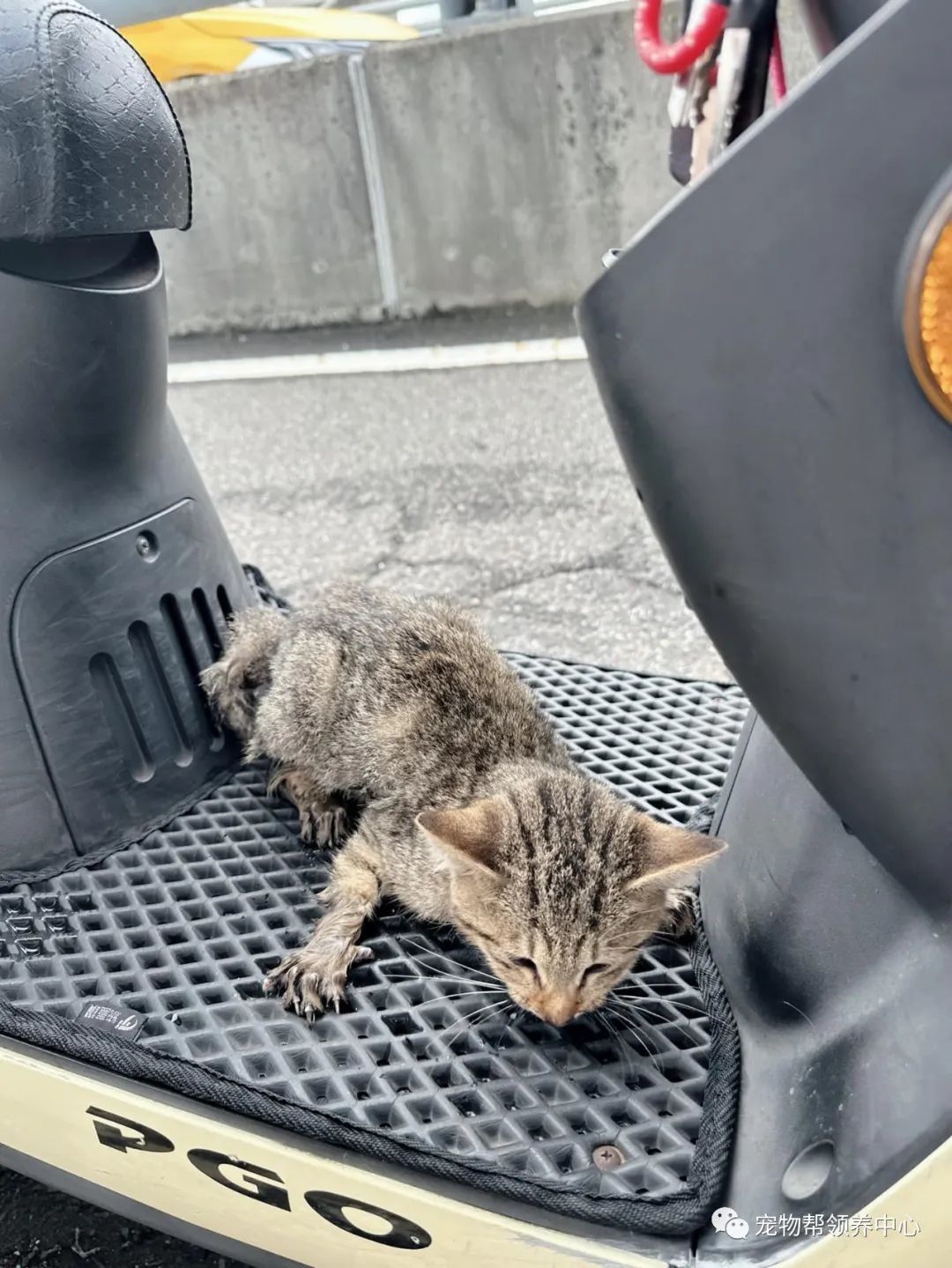 桥上捡到虚弱猫咪，医生都说太严重，几”