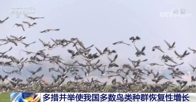 越冬候鸟已拉开迁徙大幕 我国多措并举使多数鸟类种群恢复性增长_凤凰网资讯_凤凰网