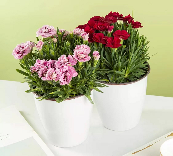 送一盆花给妈妈每日优鲜盆栽康乃馨销量增长超10倍