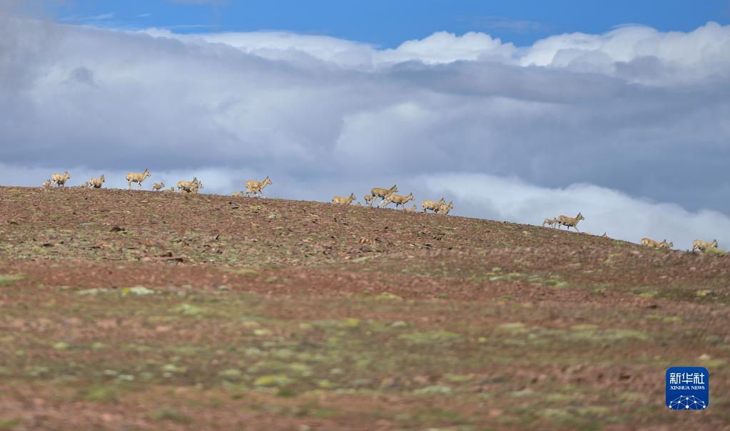 这是在可可西里卓乃湖区域拍摄的藏羚羊（2020年7月7日摄）。新华社记者 张龙 摄