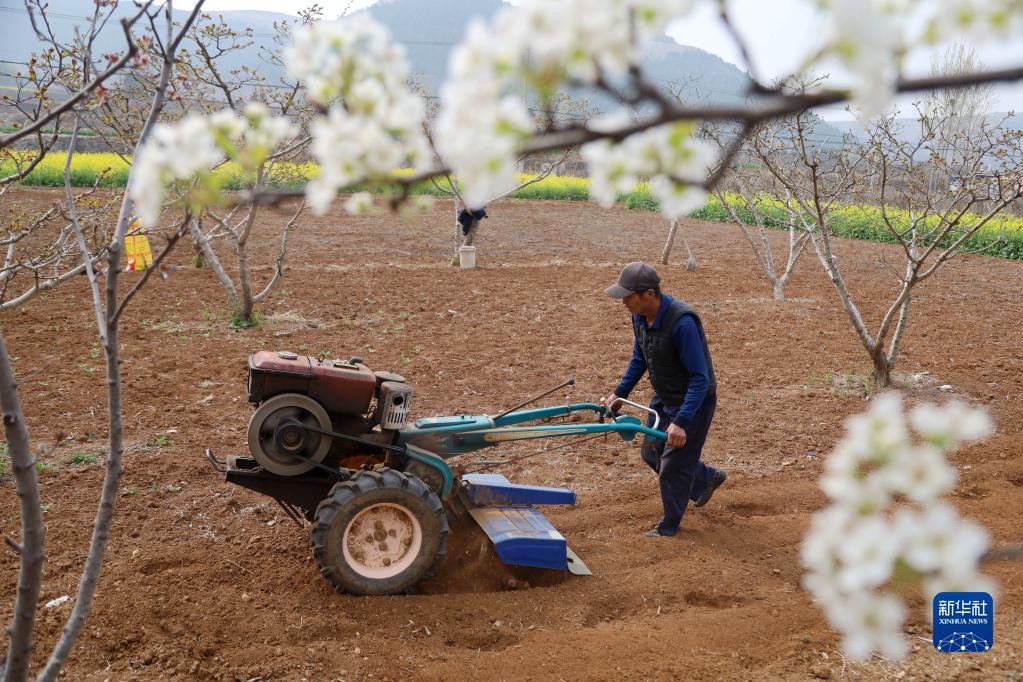 3月30日,在湖南省永州市新田县骥村镇黄公塘村,村民在田间用耕牛犁地.