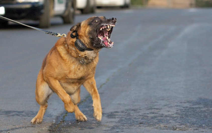 狗狗咬人的两种情况,其根源都在于你,以后要谨记__凤凰网