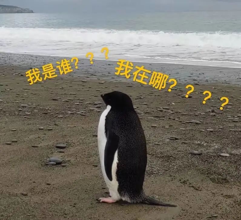 史上最倒霉企鹅迷路从南极游3000公里到新西兰网友qq真的在异地登陆了