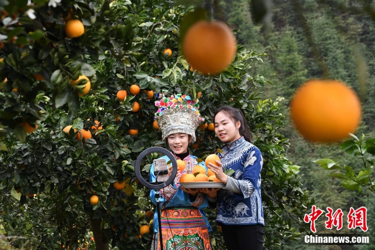 网络主播在贵州一脐橙种植基地直播推销脐橙。杨成利 摄