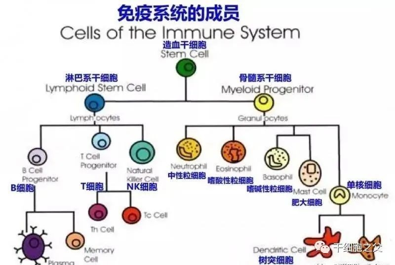 免疫系统里有多个成员,各种免疫细胞在人体中担任着重要的角色,免疫