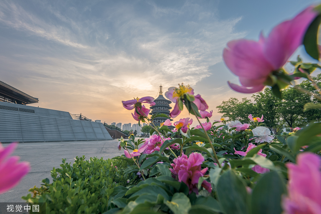 2022年4月25日,河南省隋唐洛阳城国家遗址公园天堂明堂景区,芍药花在落日余晖衬托中开放,花香四溢。