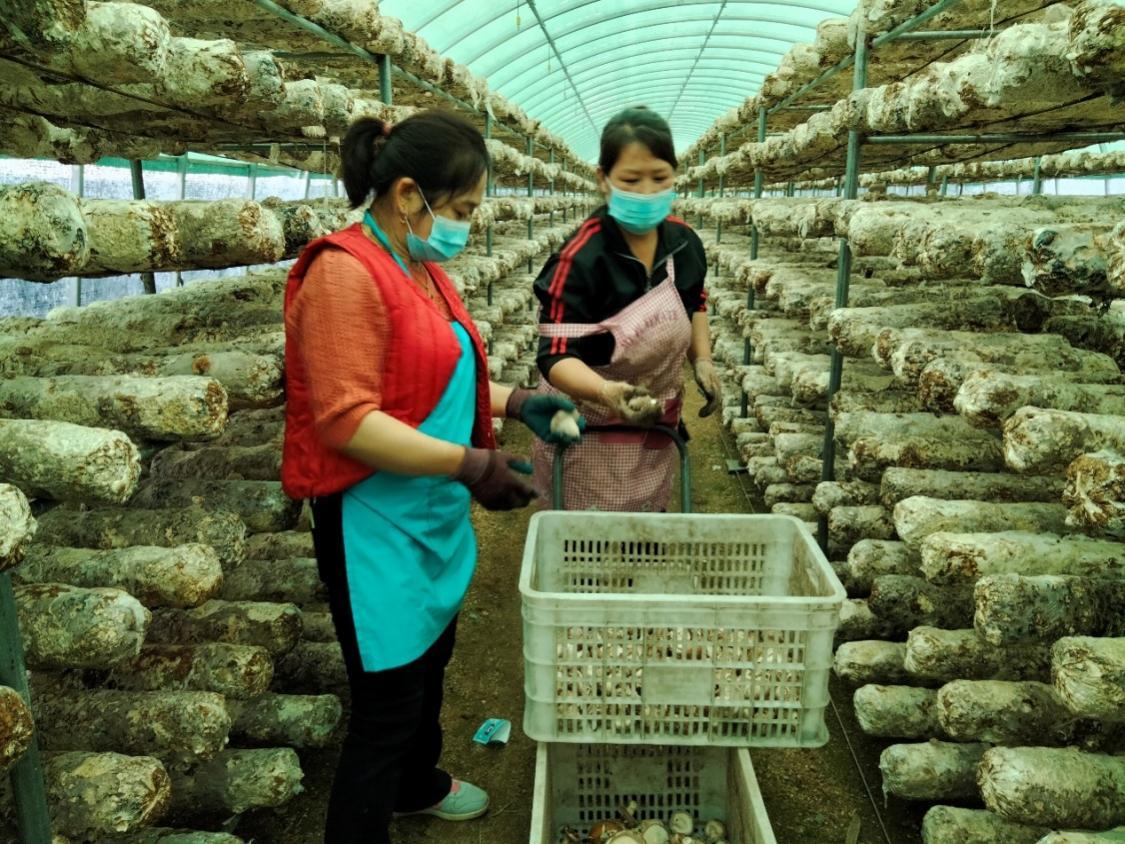牧牛镇香菇种植户在食用菌大棚内采摘香菇。岫岩县委宣传部供图