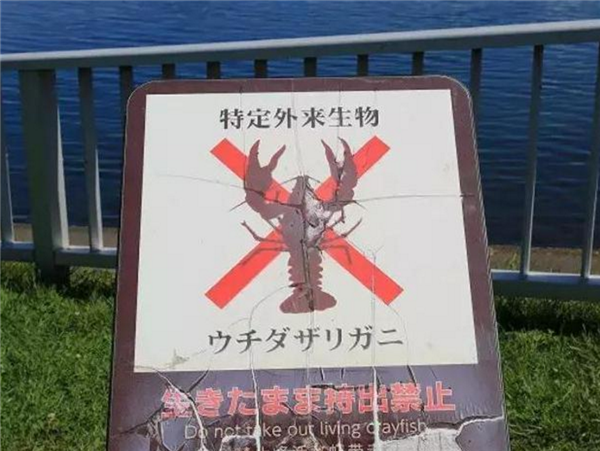 日本拟将小龙虾指定为外来入侵物种：在当地没天敌、更没人食用
