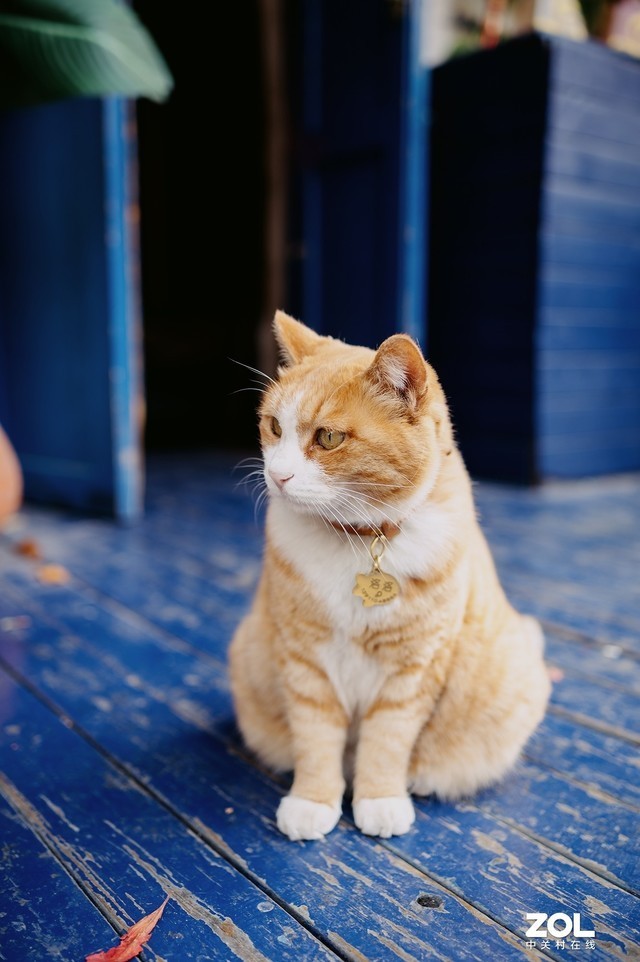 【每日摄影】均衡型全画幅微单 尼康Z6 II现在值得买吗