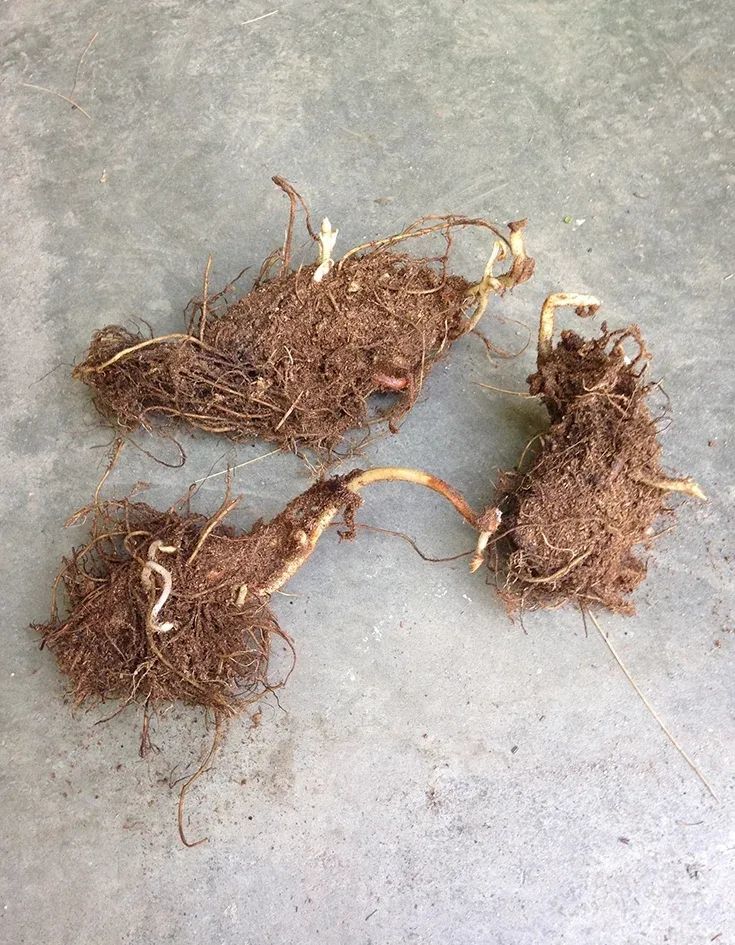 买些块根就能种好耐寒耐阴的落新妇,零下十多度也能露地越冬__凤凰网