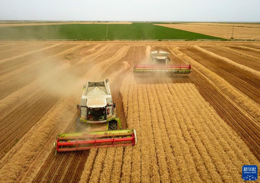 州奇台县大泉塔塔尔民族乡的麦田里,联合收割机在收割小麦(7月7日摄