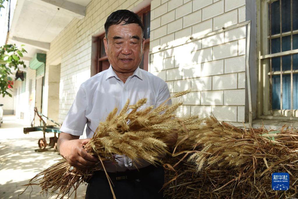 徐淙祥在安徽太和县淙祥现代农业种植专业合作社察看小麦样品（2022年6月28日摄）。新华社记者 周牧 摄