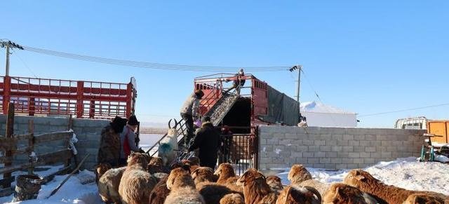 新疆阿勒泰地区70余万牲畜搭乘“专车”完成转场。 宋书旗 摄