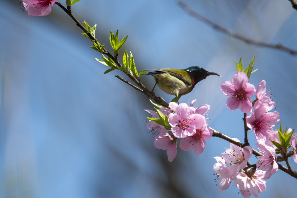 3月8日,在贵州省从江县丙梅街道銮里村,一只小鸟在桃花枝头停留.