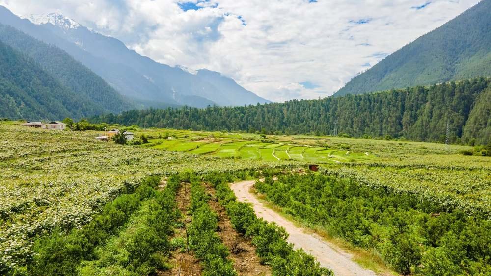 位于察隅县下察隅镇夏尼村的猕猴桃基地。 新华社记者周荻潇 摄