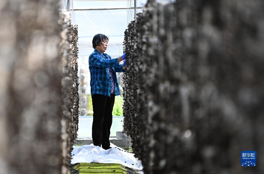 5月30日，村民在陕西省柞水县金米村的木耳种植大棚里采摘成熟的木耳。 新华社记者 李一博 摄