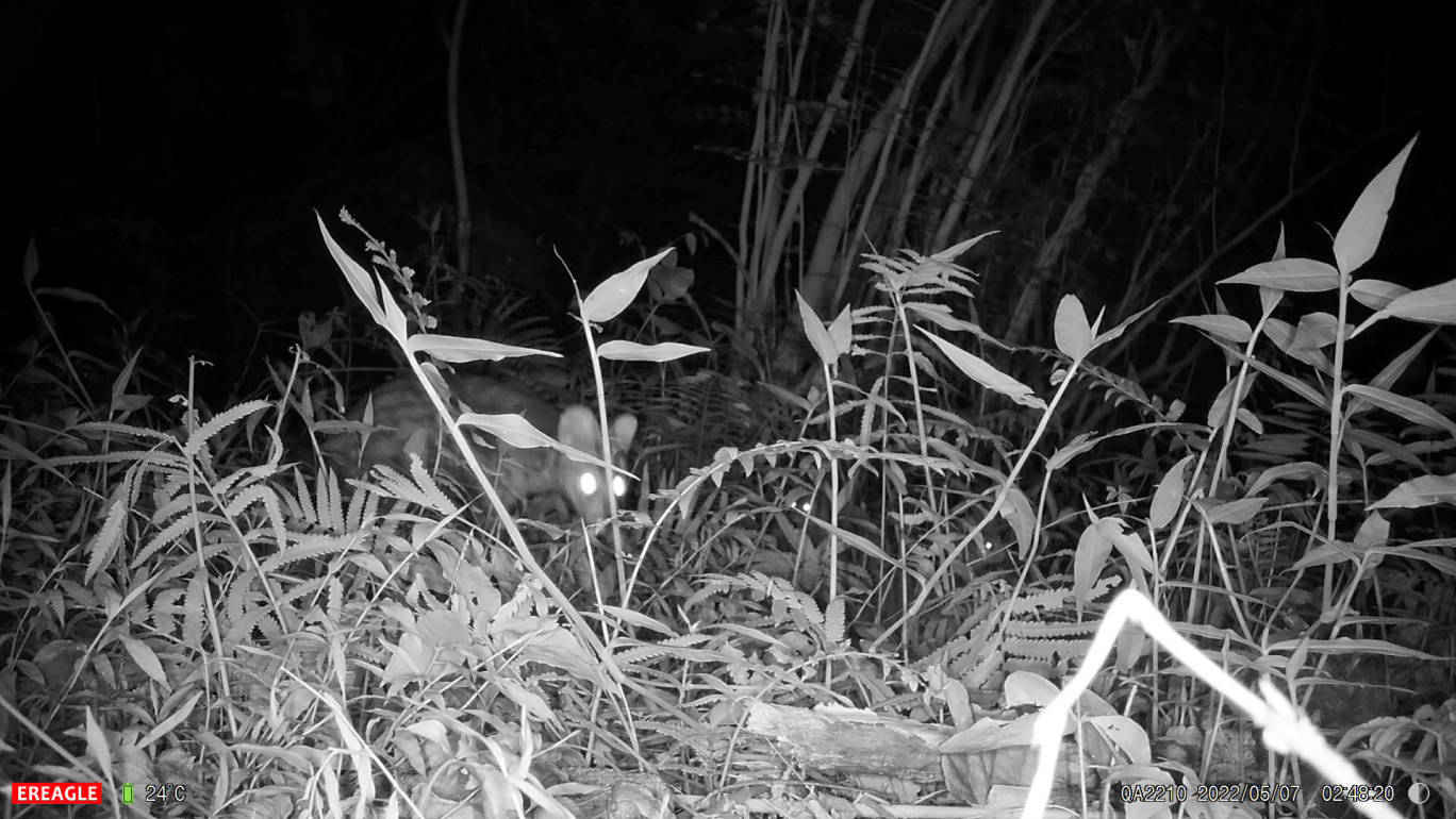 温州乌岩岭保护区再现《鬼吹灯》中的小灵猫 曾经在浙江消失30多年-新闻中心-温州网