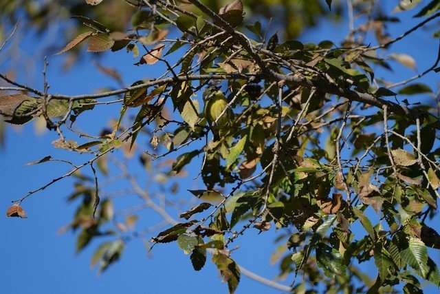 有料评测】索尼Alpha 7R V评测:6100万像素8K视频双性能旗舰