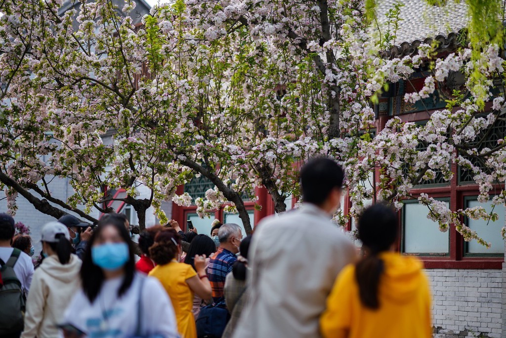 2022年4月10日,北京。近日,北京元大都遗址公园内的海棠花正处盛放期,形成片片海棠花溪。游客置身其中打卡拍照,感受春意盎然的氛围。
