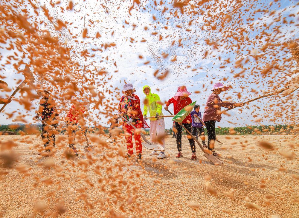 6月13日,在山东省荣成市上庄镇大李家村晾晒场,村民们在晾晒小麦.