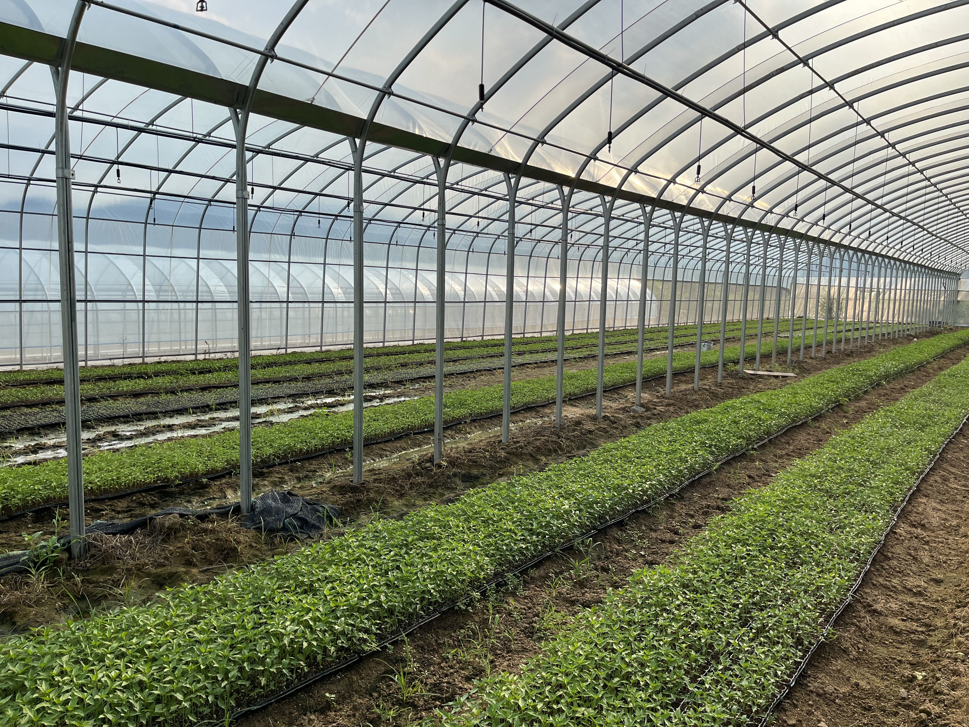 乙洞村正在种植朝天椒的蔬菜大棚