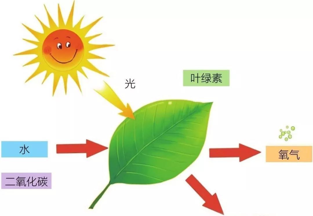 人和动物呼吸的氧气来源于植物.