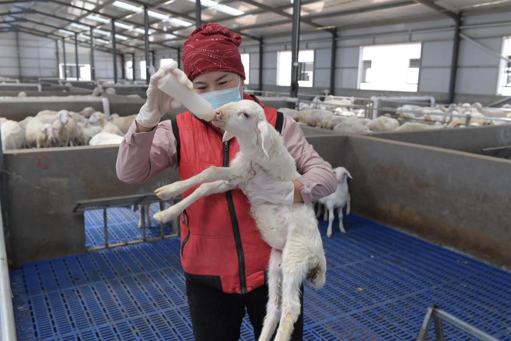 内蒙古河套地区"羊联体"基地养殖户在喂养羊羔.新华社记者李云平摄