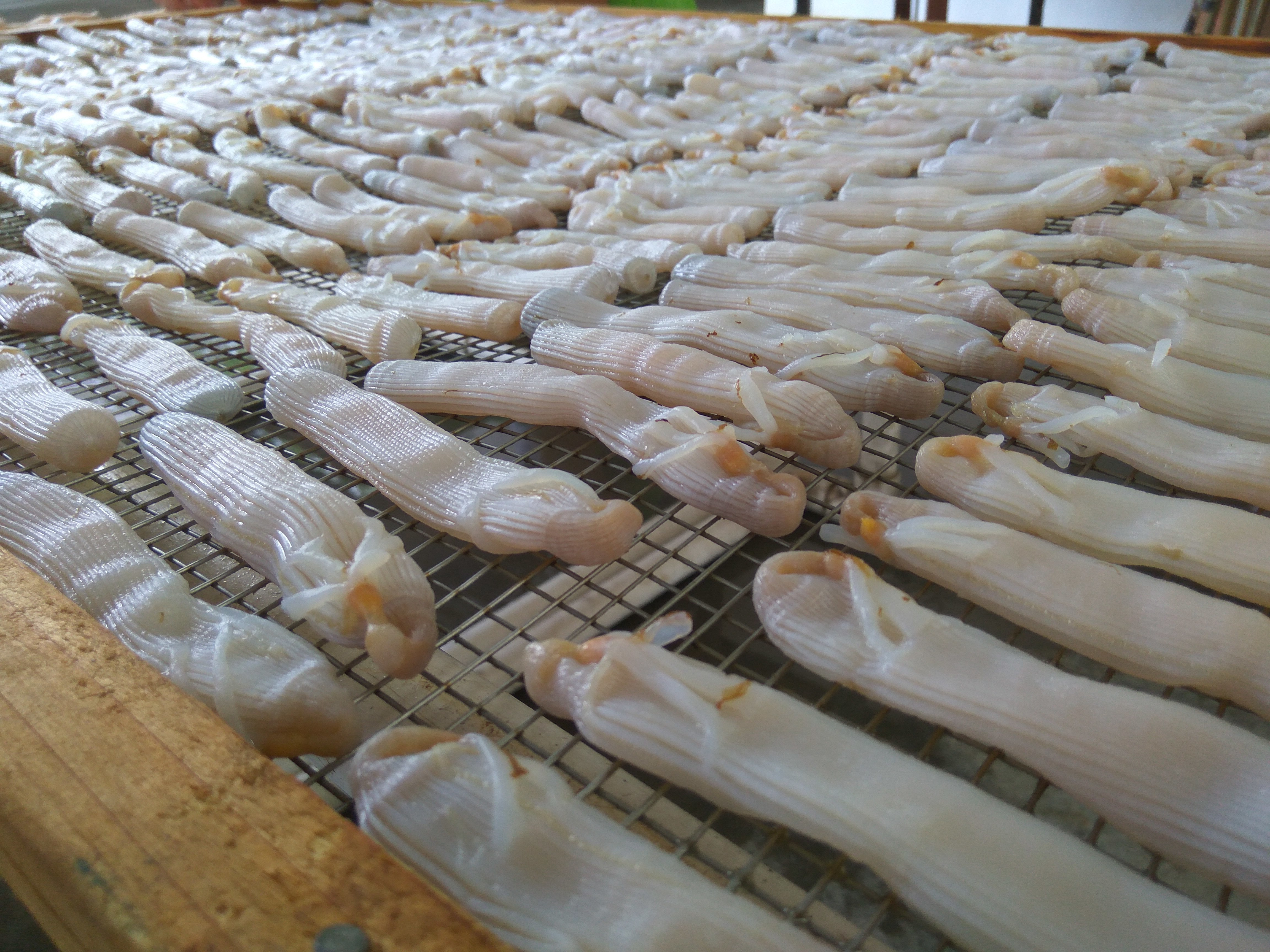 国家地理标志产品|湛江沙虫——滩涂下的金子__凤凰网