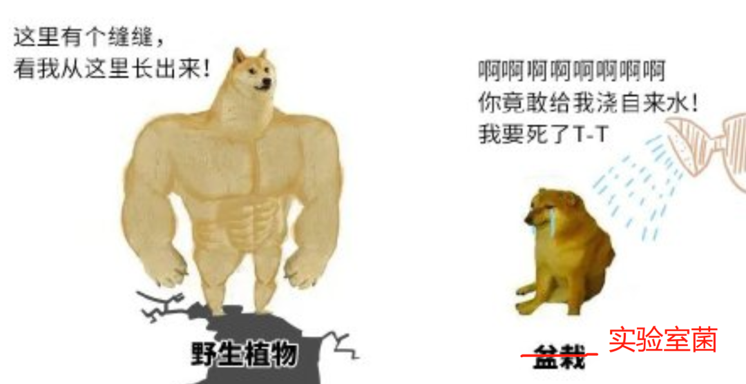 上辈子造孽 这辈子读研做实验