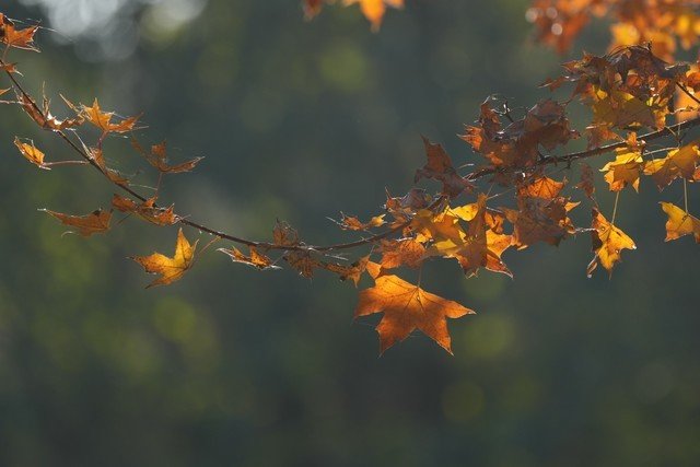 有料评测】索尼Alpha 7R V评测:6100万像素8K视频双性能旗舰