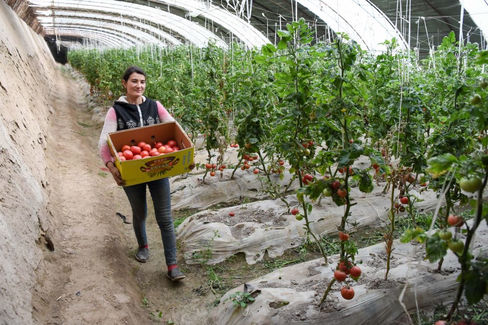 在新疆莎车县伊什库力乡设施农业基地，种植户搬运刚采摘的西红柿（2020年3月18日摄）。该设施农业基地是在上海援疆莎车分指挥部协调推动下建立的。新华社记者 丁磊 摄