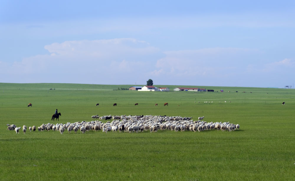 ↑内蒙古锡林郭勒盟乌拉盖管理局境内的草原上，牧民在放羊。新华社记者贾立君 摄