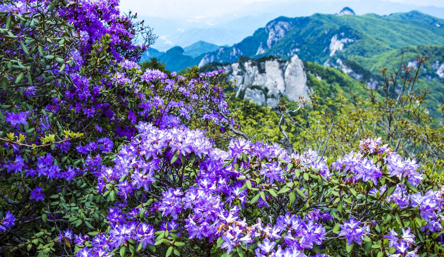 河南尧山:海拔1700米的秀雅杜鹃盛开