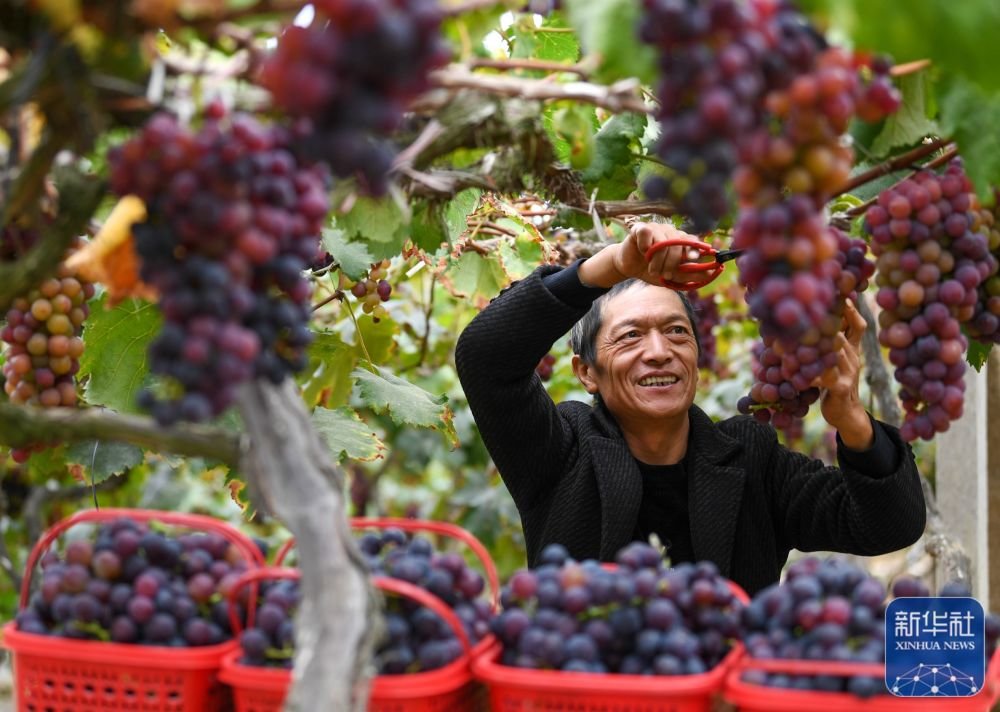 10月10日,农民在贵州省黔东南苗族侗族自治州凯里市三棵树镇采摘葡萄.