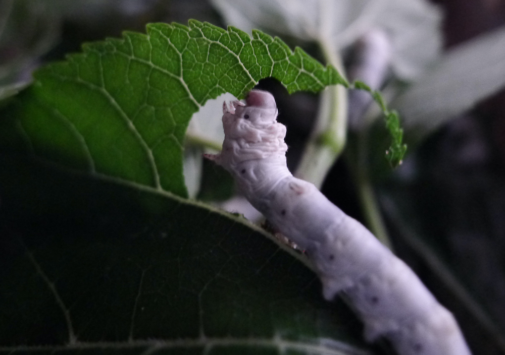 让桑叶在体内转化成蚕丝蛋白,储存起来,差不多在小满前后,开始吐丝