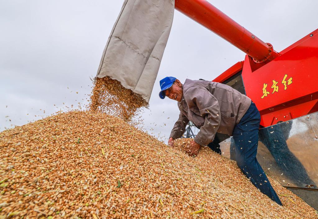 沉甸甸的丰收记今年我国夏粮增产背后的故事