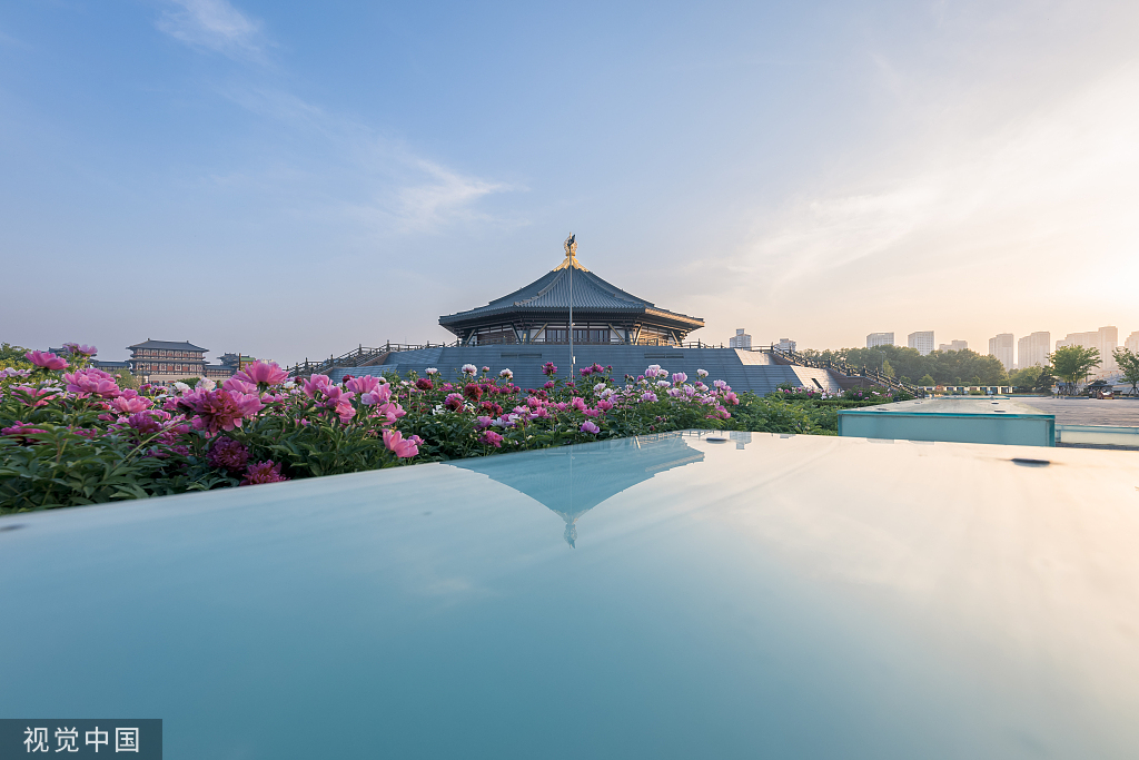 2022年4月25日,河南省隋唐洛阳城国家遗址公园天堂明堂景区,芍药花在落日余晖衬托中开放,花香四溢。