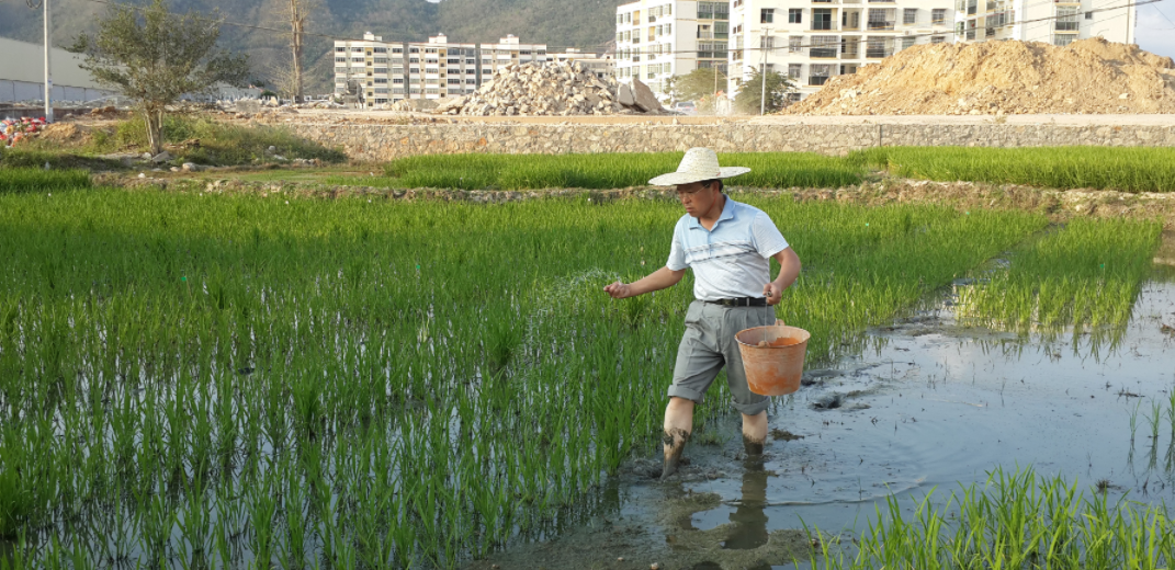 (2014年2月6日王才林在海南试验基地施肥)