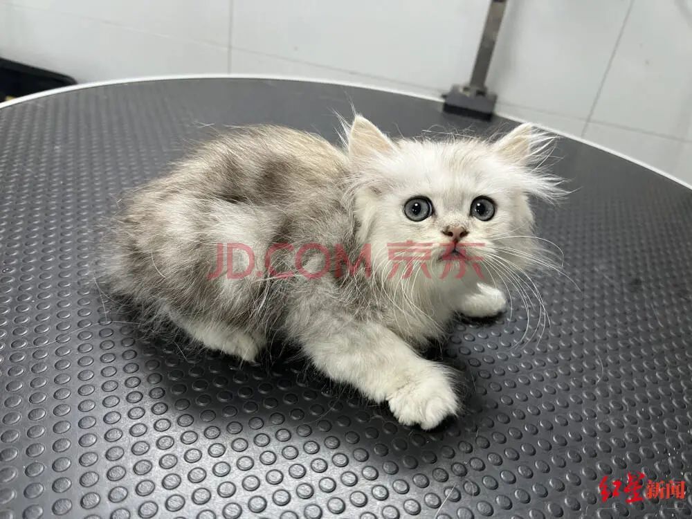 被拍卖的猫咪