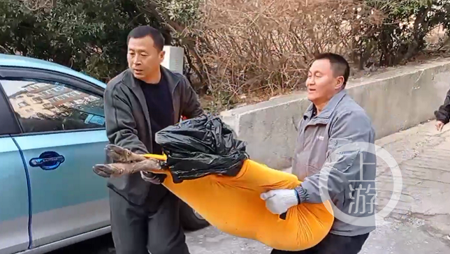 ▲野生梅花鹿被流浪狗攻击，因伤重死亡，志愿者就近掩埋。图片来源/受访者视频截图