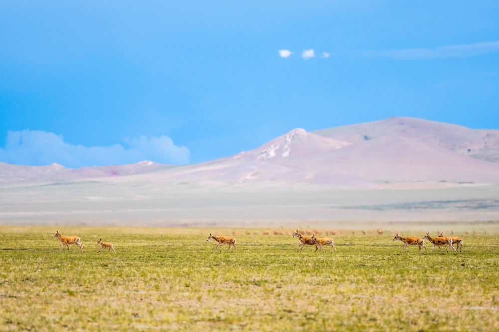 在西藏自治区北部的羌塘国家级自然保护区，藏羚羊在草原上奔跑（2022年7月11日摄）。新华社记者 周荻潇 摄