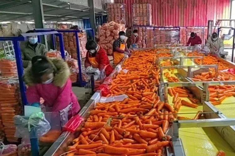 河南当地的胡萝卜加工厂