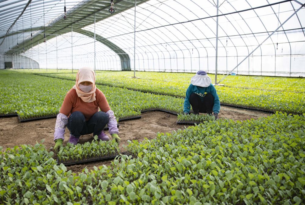 农田种菜照片图片