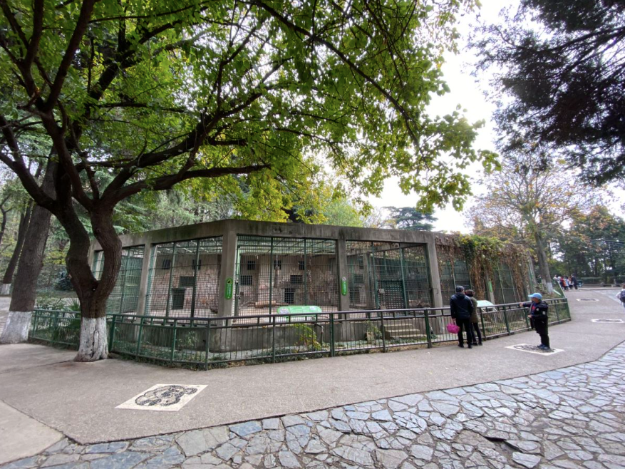 2008年，改造前的红山动物园虎馆，有着那个年代动物园场馆的标配——水泥地加铁笼子。