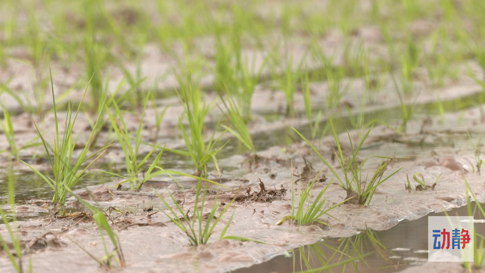 大国“粮”策丨贵州农业生产托管探索种地新模式