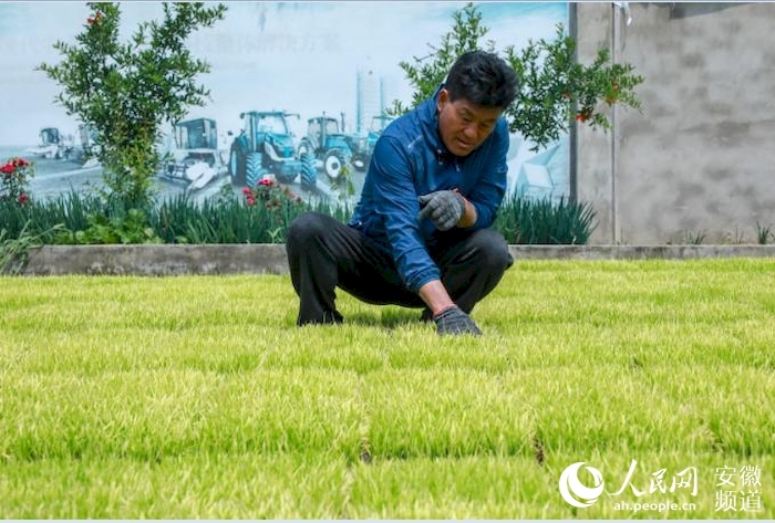 2022年5月25日,种粮大户程夕兵在查看水稻苗长势。人民网 陶涛摄
